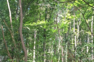 Le MR Bruxelles défend une proposition équilibrée pour protéger la forêt urbaine de la RTBF