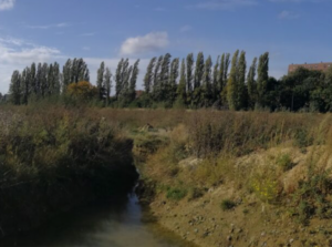 Friche Josaphat : protégeons la nature et la biodiversité