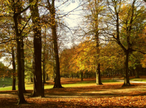 Place à un retour de la nature en ville ! Des mesures doivent être prises.